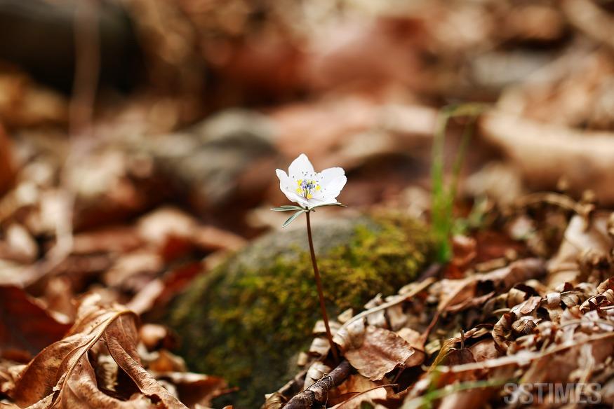 변산바람꽃.JPG