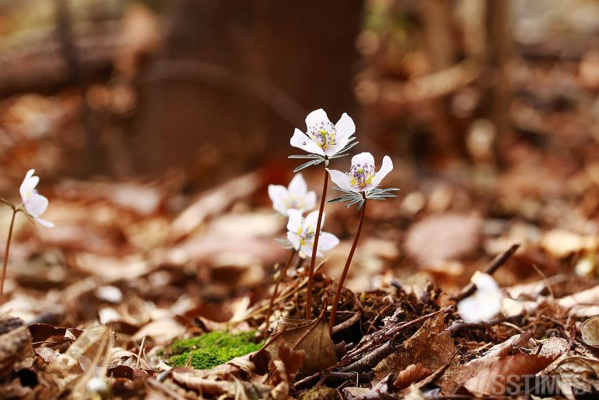 변산바람꽃2.JPG