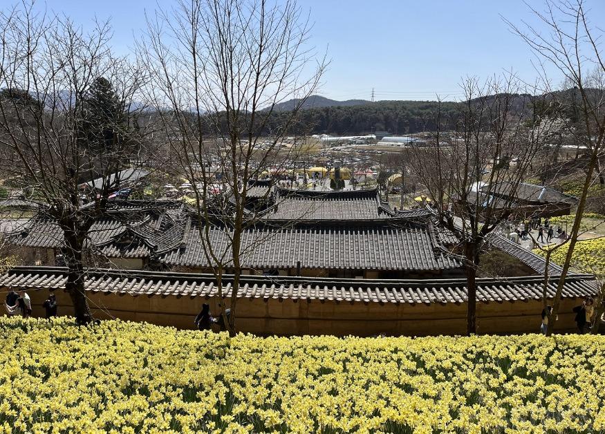 운산_수선화2.jpg